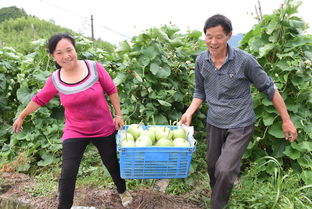 農副產品合作社 打通產銷鏈條，繪就鄉村共富新畫卷